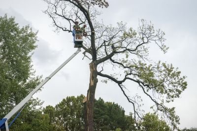 Tree Removal Service detail