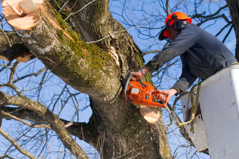 Hickory Tree Removal