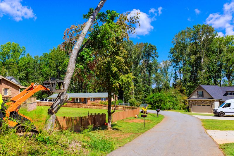 Tree Removal in Summer
