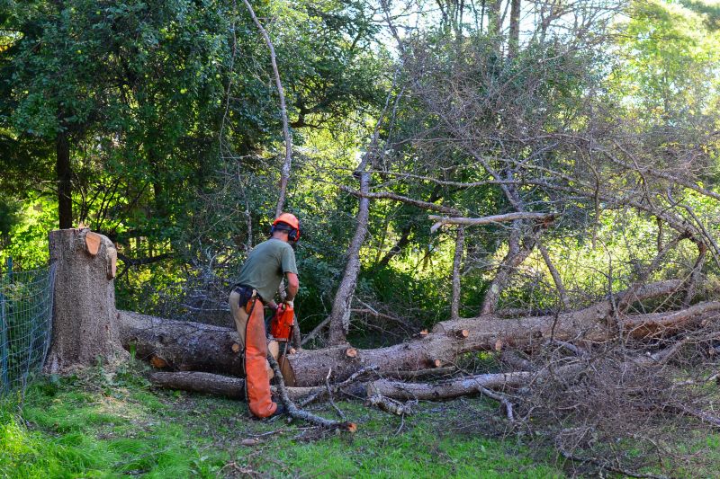 Why Hiring Professionals For Tree Removal Is Essential