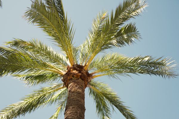 Cost of Palm Tree Removal in Houston