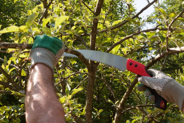 Cost of Small Tree Removal in Houston