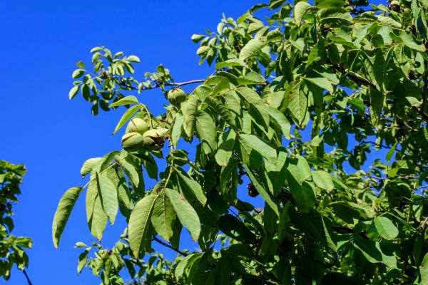 Cost of Walnut Tree Removal in Houston
