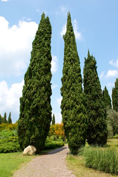 Cost of Cypress Tree Removal in Houston