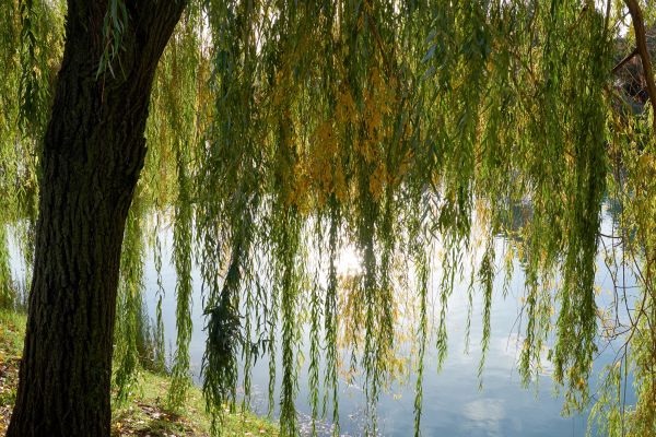 Cost of Willow Tree Removal in Houston