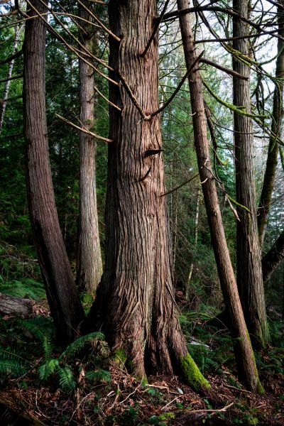 Cost of Cedar Tree Removal in Houston