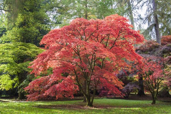 Cost of Maple Tree Removal in Houston