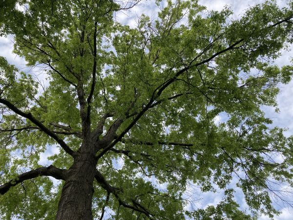 Cost of Oak Tree Removal in Houston