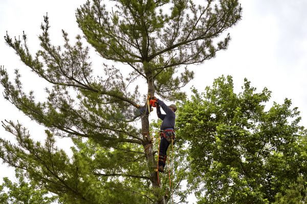 Cost of Pine Tree Removal in Houston