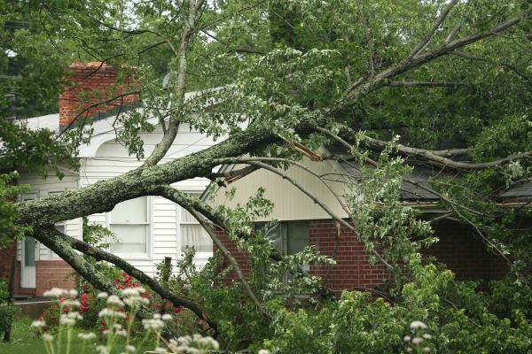 Cost of Emergency Tree Removal in Houston