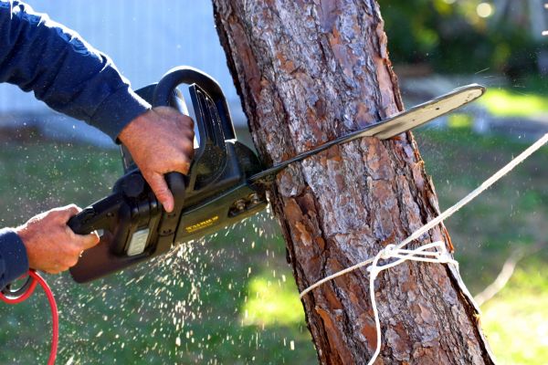 Cost of Dead Tree Removal in Houston